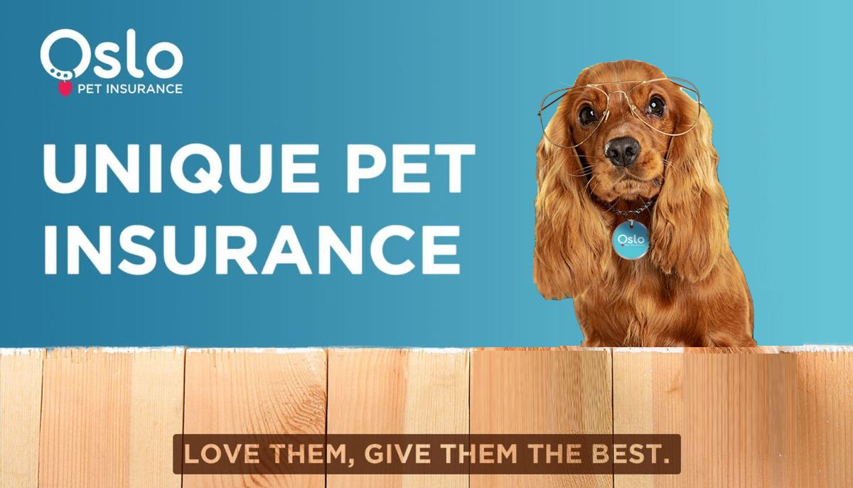 Oslo pet insurance digital experience